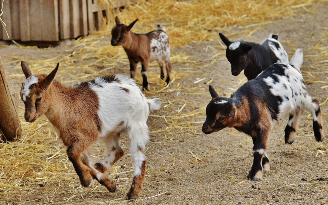 Animal cruelty. The meat in a copyright case. What’s the scam?